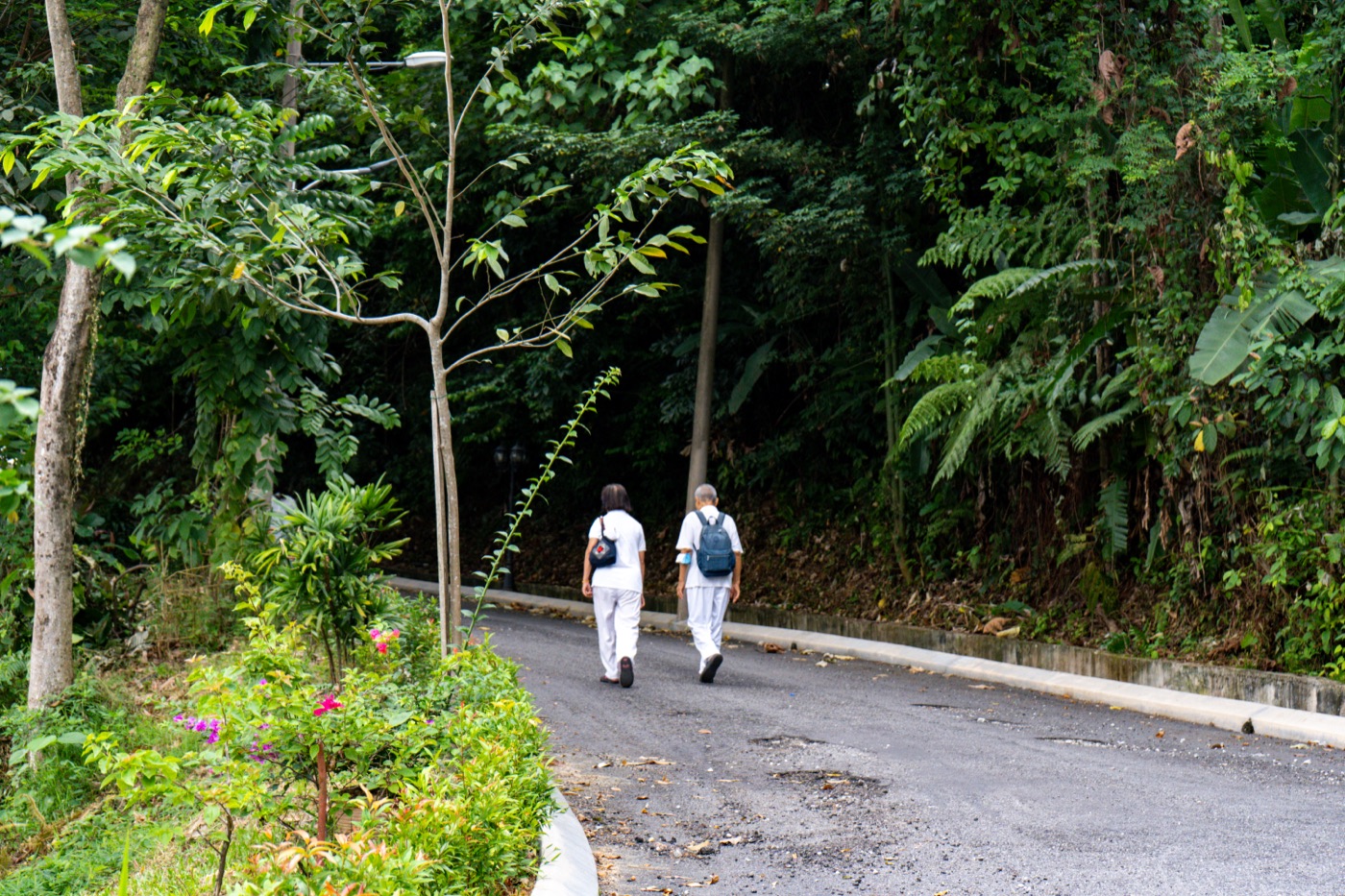 Participants walking up the forested road to the temple