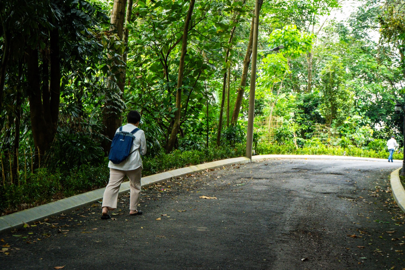 A quiet walking path through the trees on the temple grounds